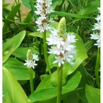 (PA) PONTEDERIA ALBA (PA) PONTEDERIA ALBA